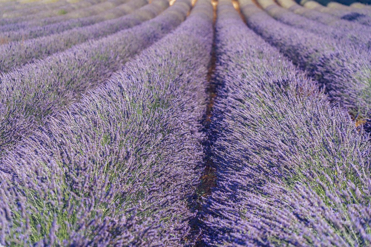 Provence, França